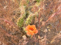 Prickly Pear